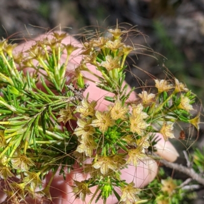 Calytrix tetragona (Common Fringe-myrtle) at Woomargama, NSW - 30 Nov 2021 by Darcy