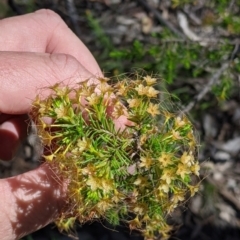 Calytrix tetragona at Woomargama, NSW - 30 Nov 2021 09:47 AM