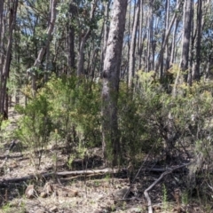 Calytrix tetragona at Woomargama, NSW - 30 Nov 2021