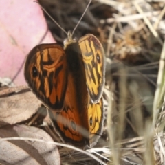 Heteronympha merope (Common Brown Butterfly) at Higgins, ACT - 30 Nov 2021 by AlisonMilton