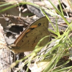 Heteronympha merope at Higgins, ACT - 30 Nov 2021