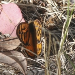 Heteronympha merope at Higgins, ACT - 30 Nov 2021