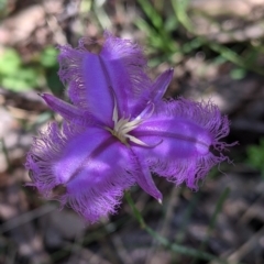 Thysanotus tuberosus (Common Fringe-lily) at Woomargama National Park - 30 Nov 2021 by Darcy