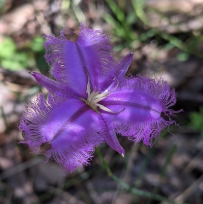 Thysanotus tuberosus (Common Fringe-lily) at Talmalmo, NSW - 29 Nov 2021 by Darcy