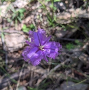 Thysanotus tuberosus at Talmalmo, NSW - 30 Nov 2021