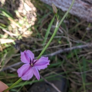 Arthropodium fimbriatum at Talmalmo, NSW - 30 Nov 2021 10:42 AM