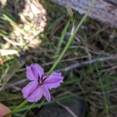Arthropodium fimbriatum (Nodding Chocolate Lily) at Talmalmo, NSW - 29 Nov 2021 by Darcy