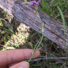 Arthropodium fimbriatum at Talmalmo, NSW - 30 Nov 2021 10:42 AM