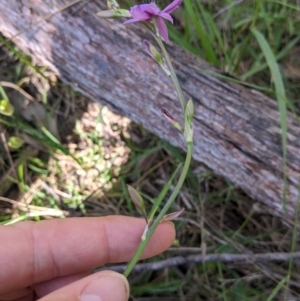 Arthropodium fimbriatum at Talmalmo, NSW - 30 Nov 2021 10:42 AM