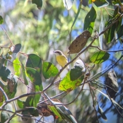 Gerygone olivacea (White-throated Gerygone) at Woomargama National Park - 29 Nov 2021 by Darcy