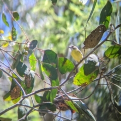 Gerygone olivacea at Talmalmo, NSW - 30 Nov 2021 10:46 AM