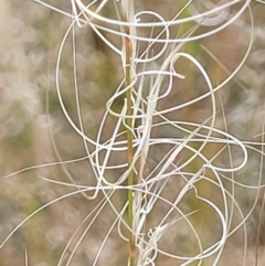 Austrostipa scabra (Corkscrew Grass, Slender Speargrass) at Block 402 - 30 Nov 2021 by trevorpreston