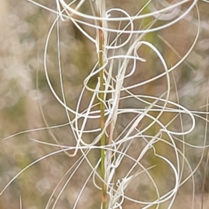 Austrostipa scabra at Stromlo, ACT - 30 Nov 2021