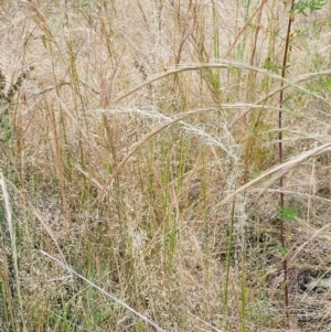 Austrostipa scabra at Stromlo, ACT - 30 Nov 2021