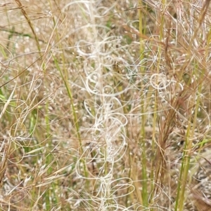 Austrostipa scabra at Stromlo, ACT - 30 Nov 2021