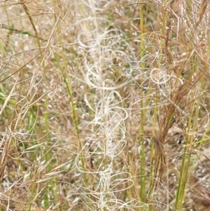 Austrostipa scabra at Stromlo, ACT - 30 Nov 2021 03:29 PM