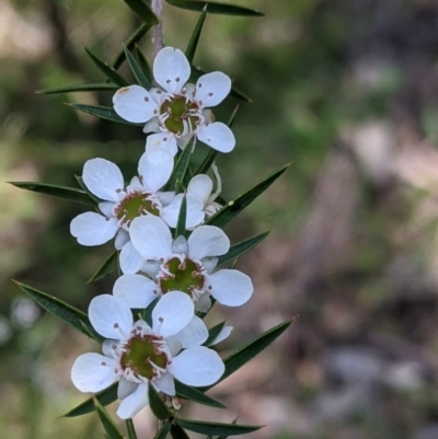 Leptospermum continentale (Prickly Teatree) at Talmalmo, NSW - 30 Nov 2021 by Darcy