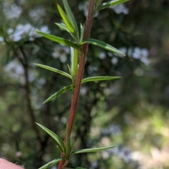 Leptospermum continentale at Talmalmo, NSW - 30 Nov 2021