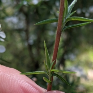 Leptospermum continentale at Talmalmo, NSW - 30 Nov 2021 11:01 AM