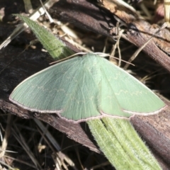 Prasinocyma semicrocea (Common Gum Emerald moth) at Higgins, ACT - 30 Nov 2021 by AlisonMilton