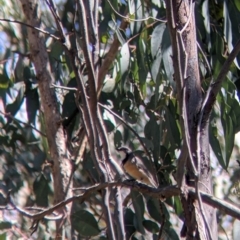 Pachycephala rufiventris (Rufous Whistler) at Woomargama National Park - 30 Nov 2021 by Darcy