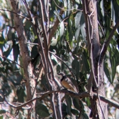 Pachycephala rufiventris (Rufous Whistler) at Talmalmo, NSW - 30 Nov 2021 by Darcy