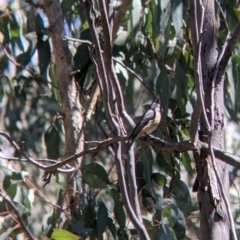 Pachycephala rufiventris at Talmalmo, NSW - 30 Nov 2021