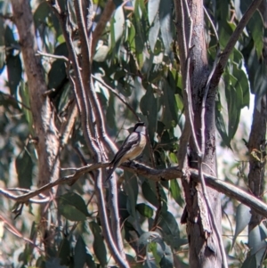 Pachycephala rufiventris at Talmalmo, NSW - 30 Nov 2021