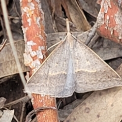 Epidesmia hypenaria (Long-nosed Epidesmia) at Piney Ridge - 30 Nov 2021 by tpreston