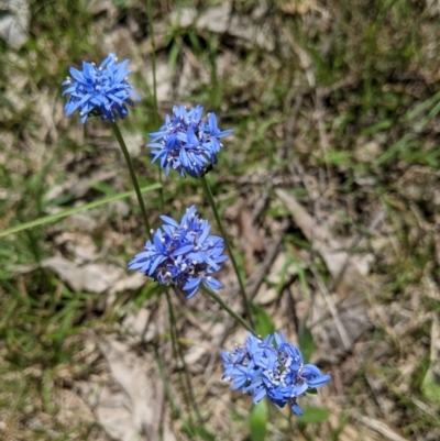 Brunonia australis (Blue Pincushion) at Woomargama National Park - 30 Nov 2021 by Darcy