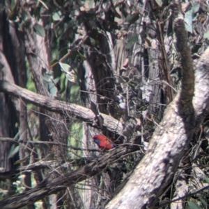 Platycercus elegans at Talmalmo, NSW - 30 Nov 2021 11:30 AM
