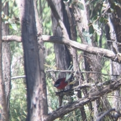 Platycercus elegans at Talmalmo, NSW - 30 Nov 2021 11:30 AM