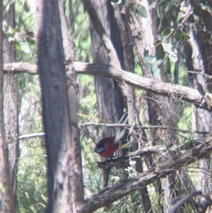 Platycercus elegans at Talmalmo, NSW - 30 Nov 2021