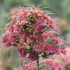 Calytrix tetragona (Common Fringe-myrtle) at Block 402 - 30 Nov 2021 by trevorpreston