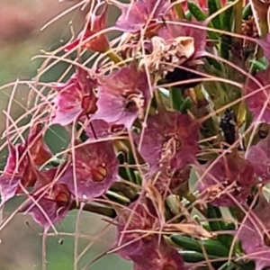 Calytrix tetragona at Stromlo, ACT - 30 Nov 2021 03:36 PM