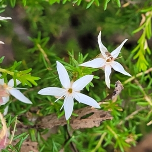 Calytrix tetragona at Stromlo, ACT - 30 Nov 2021 03:36 PM