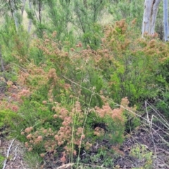 Calytrix tetragona at Stromlo, ACT - 30 Nov 2021