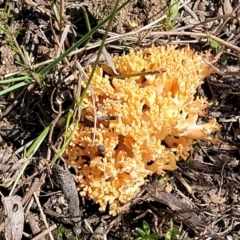 Ramaria capitata var. capitata (Pale cauliflower coral) at Stromlo, ACT - 30 Nov 2021 by trevorpreston