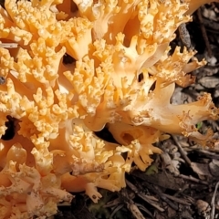 Ramaria capitata var. capitata at Stromlo, ACT - 30 Nov 2021 03:45 PM