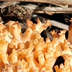 Ramaria capitata var. capitata at Stromlo, ACT - 30 Nov 2021