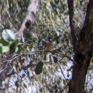 Pachycephala rufiventris at Talmalmo, NSW - 30 Nov 2021