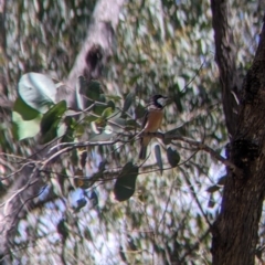 Pachycephala rufiventris at Talmalmo, NSW - 30 Nov 2021 11:32 AM