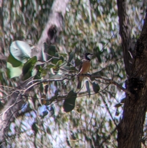 Pachycephala rufiventris at Talmalmo, NSW - 30 Nov 2021