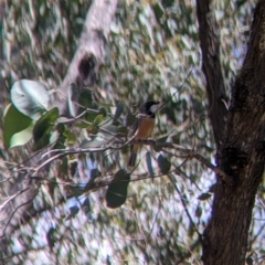 Pachycephala rufiventris at Talmalmo, NSW - 30 Nov 2021