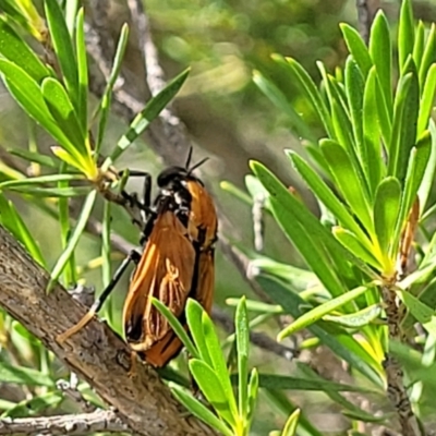 Pelecorhynchus fulvus (Orange cap-nosed fly) at Block 402 - 30 Nov 2021 by trevorpreston