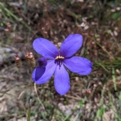 Cheiranthera linearis (Finger Flower) at Woomargama, NSW - 30 Nov 2021 by Darcy