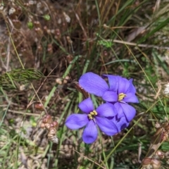 Cheiranthera linearis at Woomargama, NSW - 30 Nov 2021