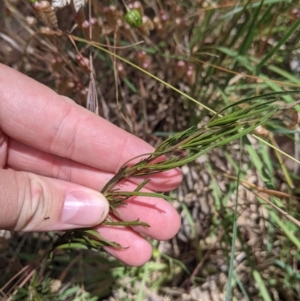 Cheiranthera linearis at Woomargama, NSW - 30 Nov 2021