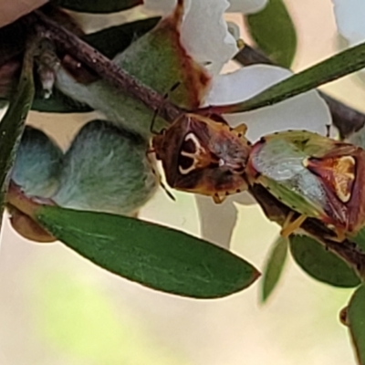 Eupolemus angularis (Acanthosomatid bug) at Block 402 - 30 Nov 2021 by trevorpreston