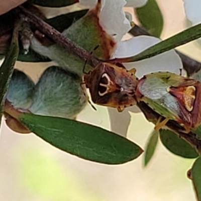 Eupolemus angularis (Acanthosomatid bug) at Stromlo, ACT - 30 Nov 2021 by tpreston